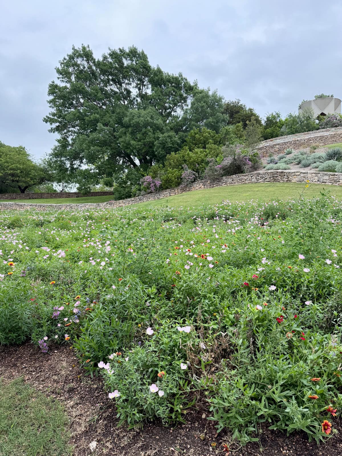 Field of wild flowers with a stone wall and trees in background.